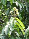 Brazil nut 